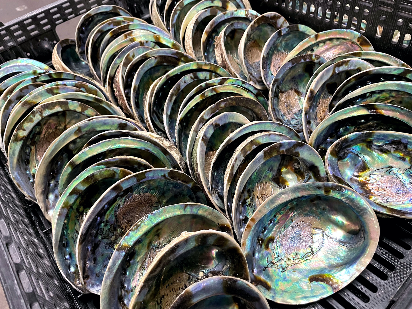 Abalone Shells, Smudge Bowls, 4.75 - 6 Inches, New Zealand