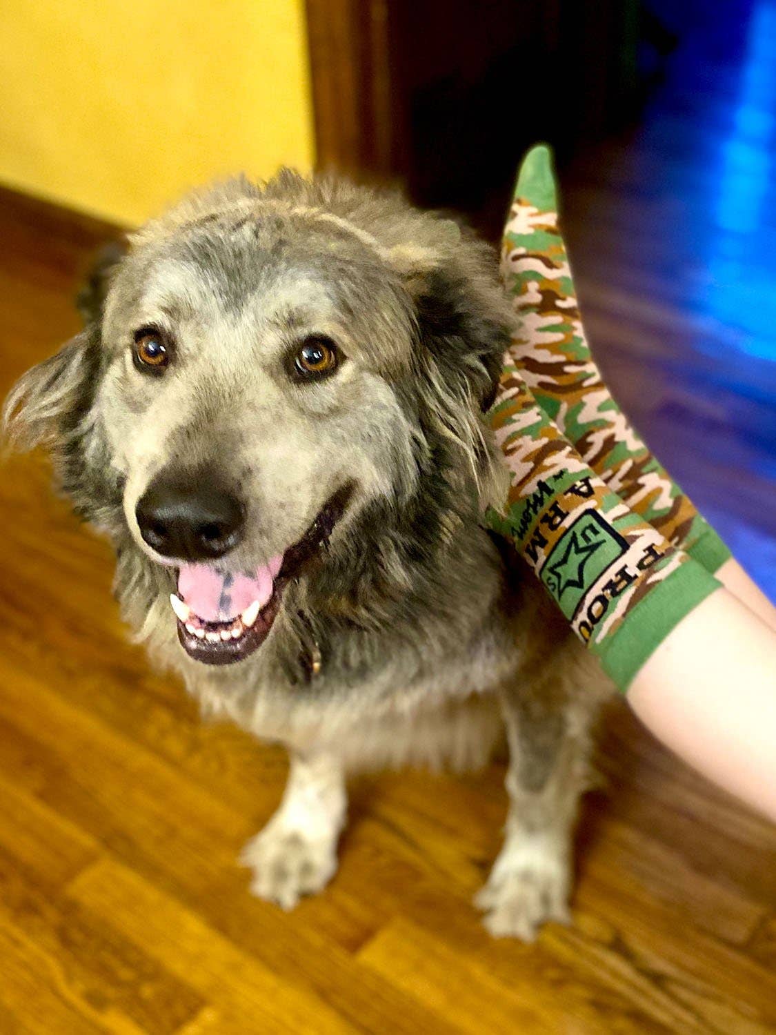 Dog wearing a colorful cone-shaped bandage on a wooden floor