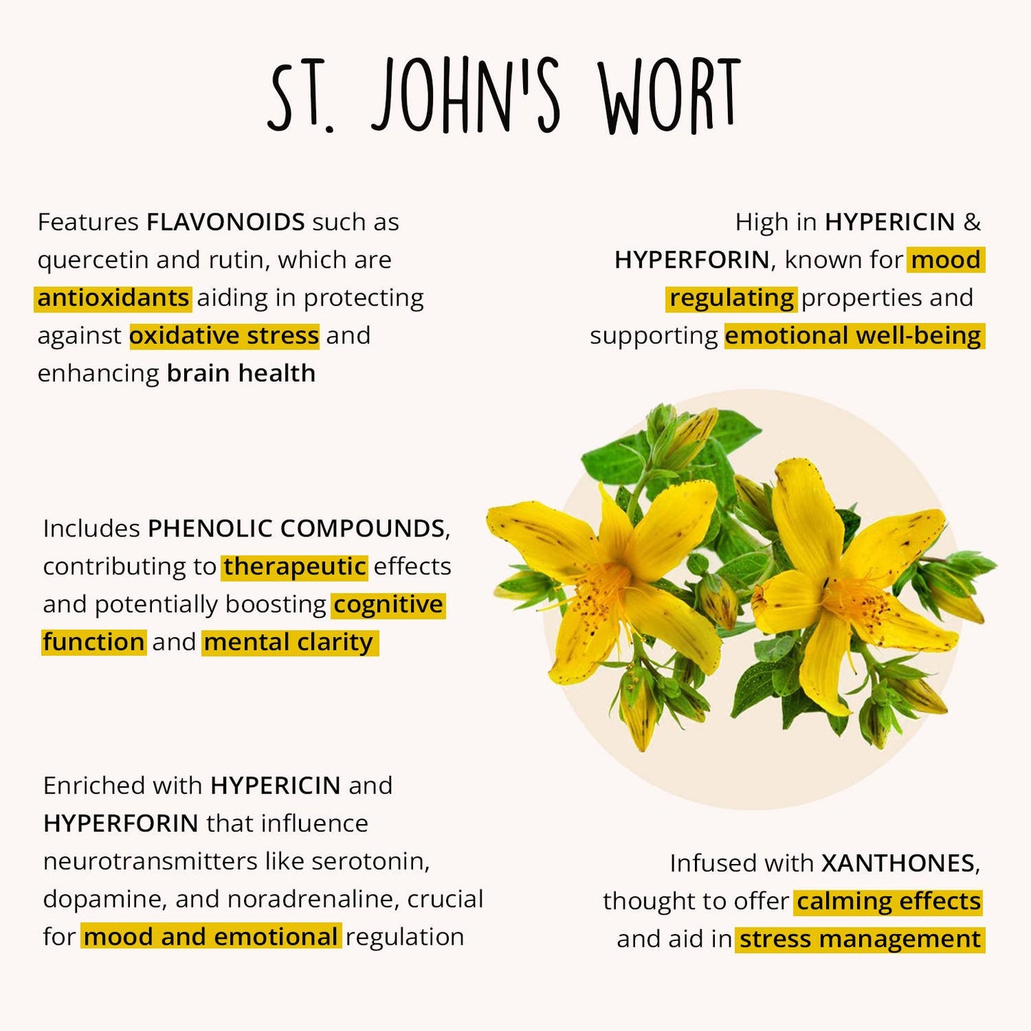 St. John's Wort with text about its health benefits on a white background