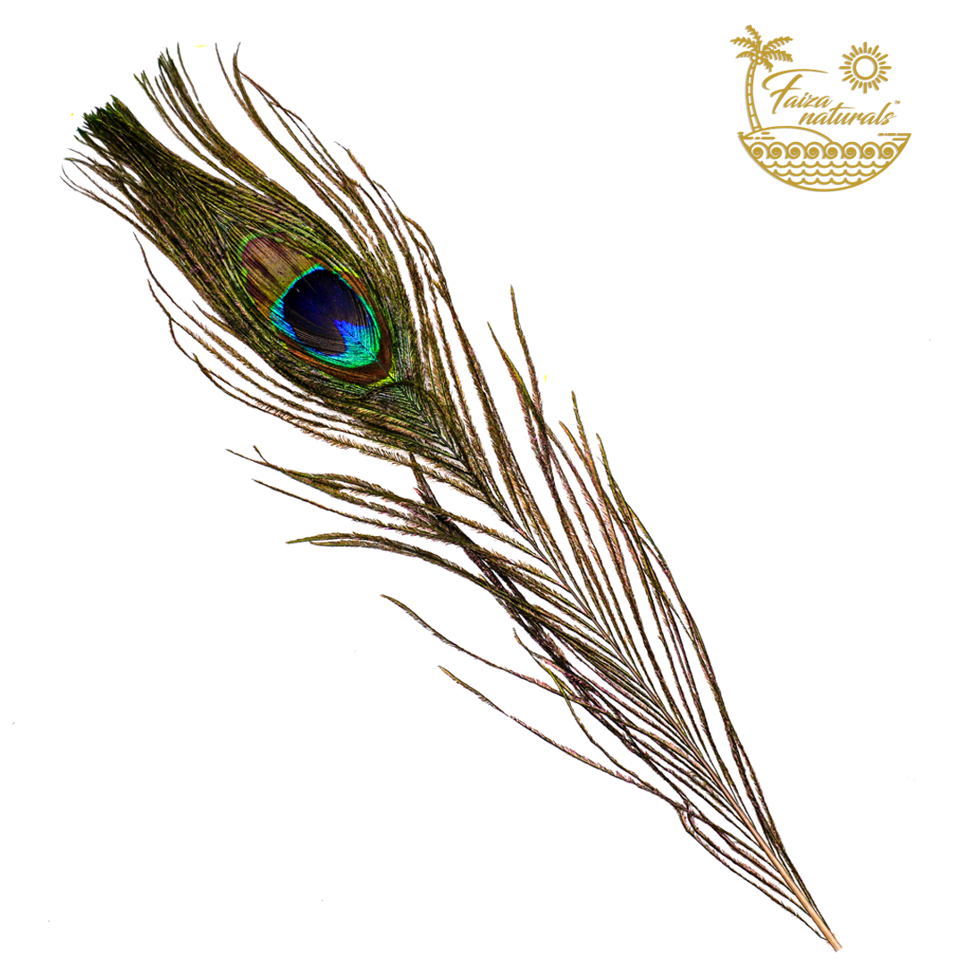 Peacock feather with vibrant colors on a white background, featuring the brand 'Fauna Natural'.