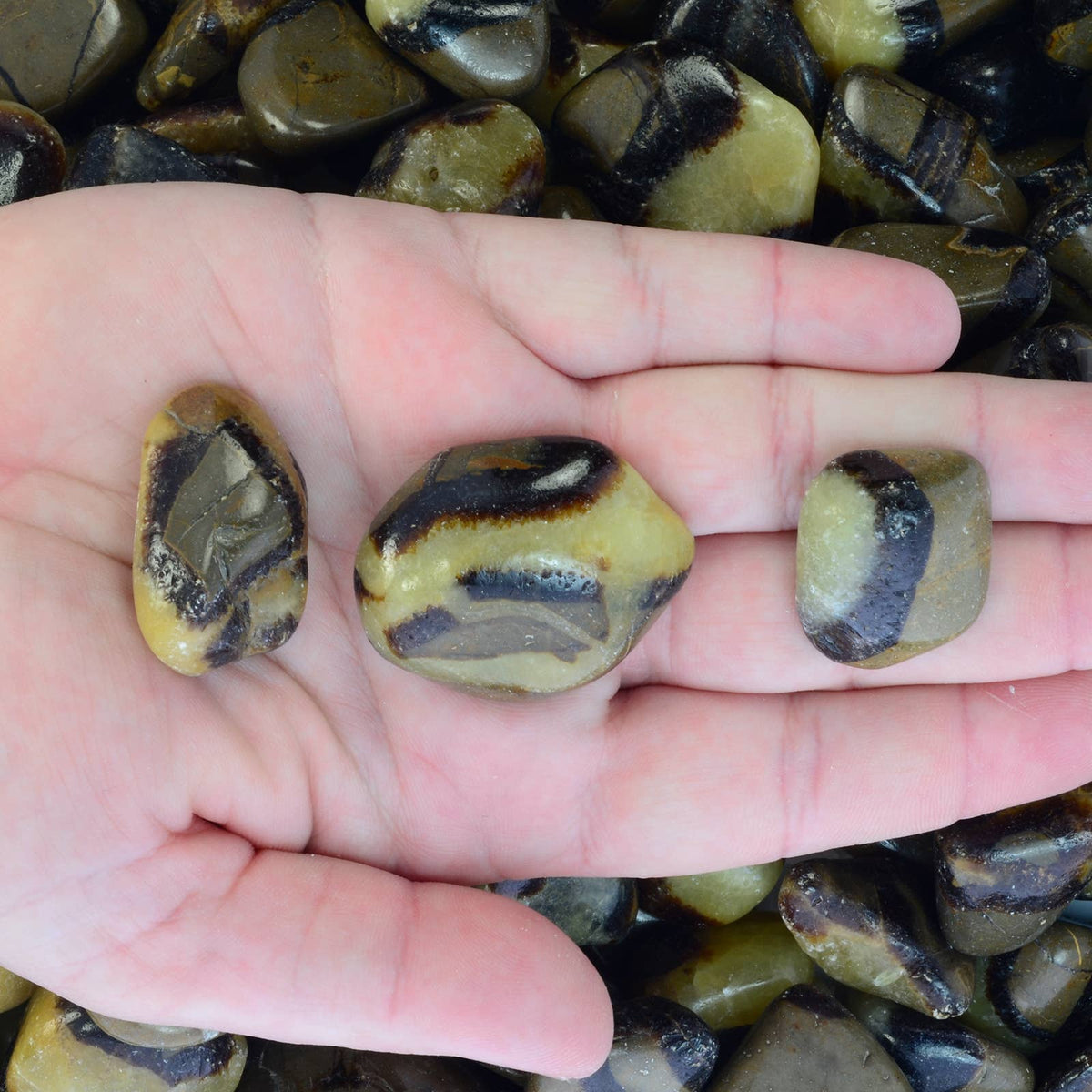 Three polished river stones with a distinctive black and tan marbled pattern are held in a person's hand, with a pile of similar stones in the background.